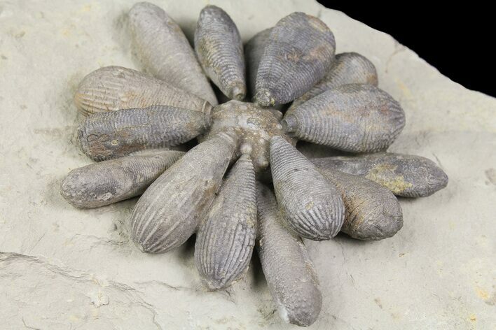 Jurassic Fossil Urchin (Firmacidaris) - Amellago, Morocco #179474